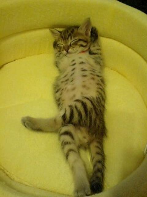 Cat a9n