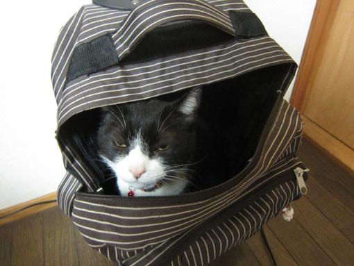 Cat a9p