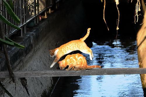 Cat a9r