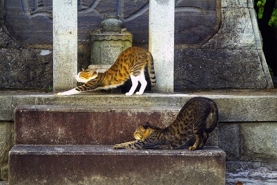 Cat a9u