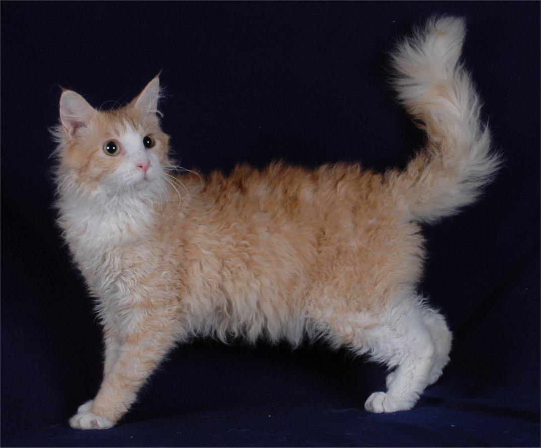 Cat aKbsEYjSl