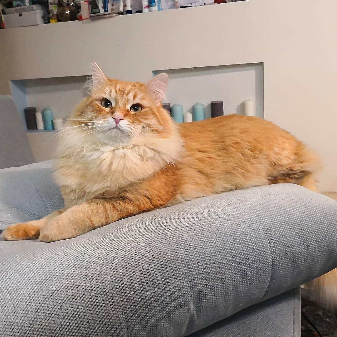 Cat aMcspzvtg