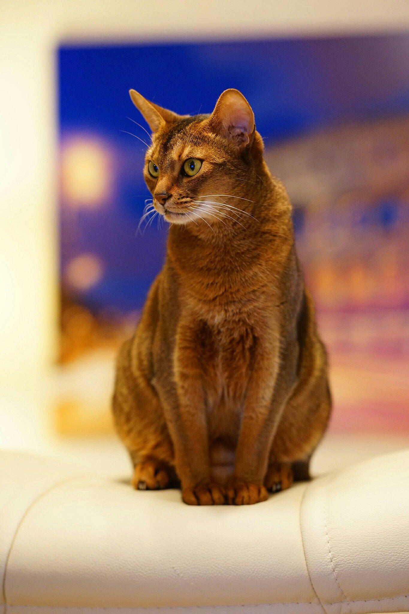 Cat a_j82joTy