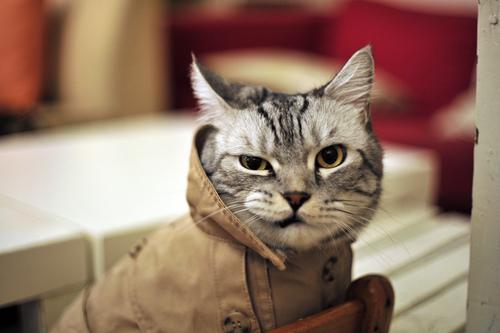 Cat aa7