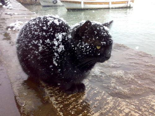 Cat aa9