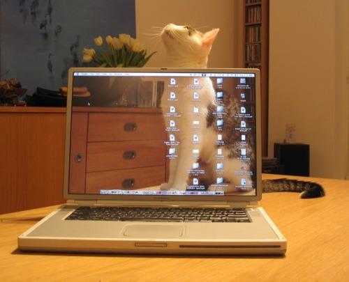 Cat aab