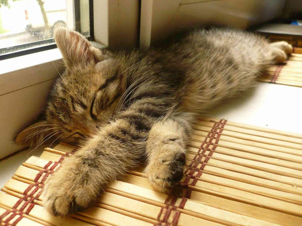 Cat aad