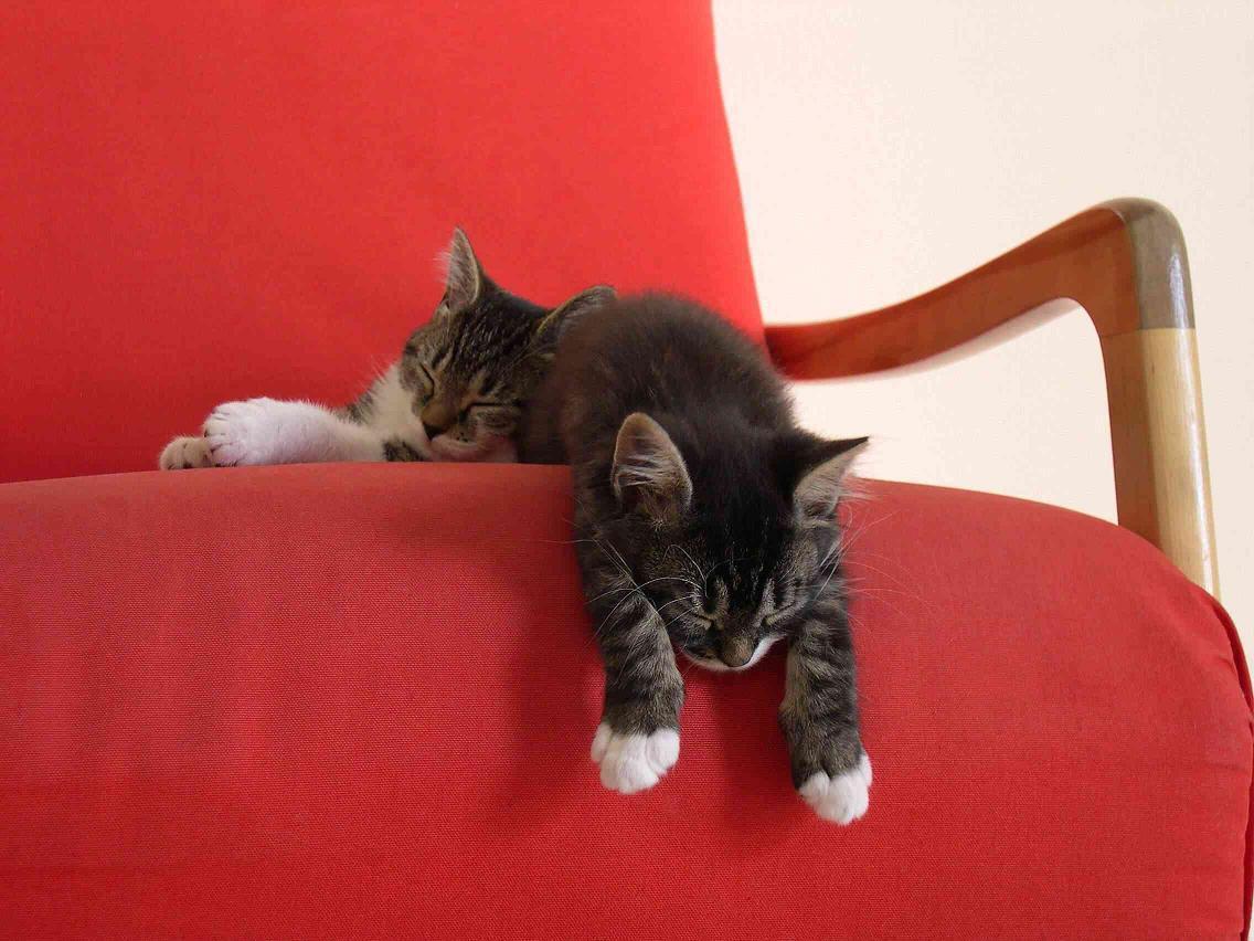 Cat aae
