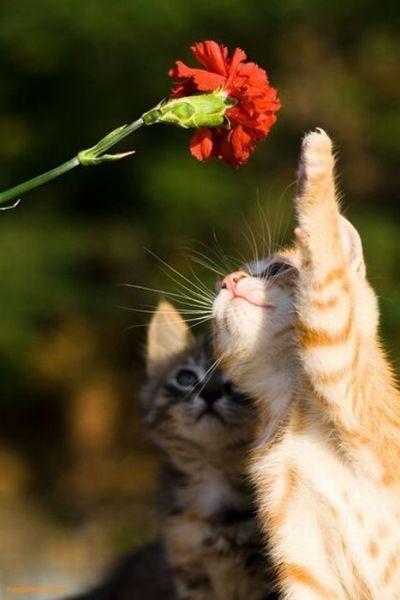 Cat aag