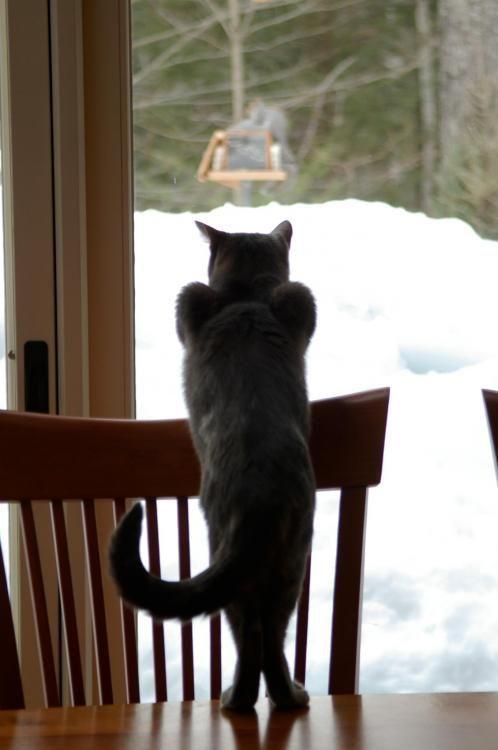 Cat aat