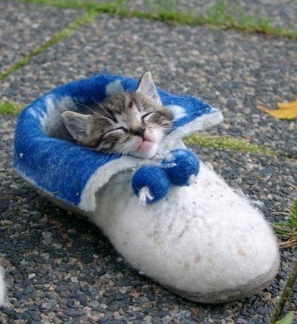 Cat aau