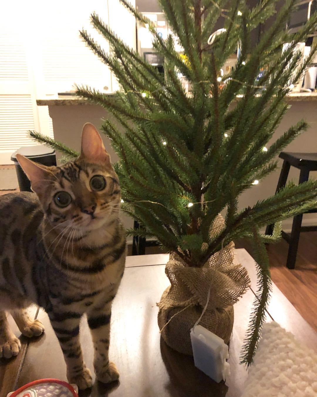 Cat aaxNf4D0H
