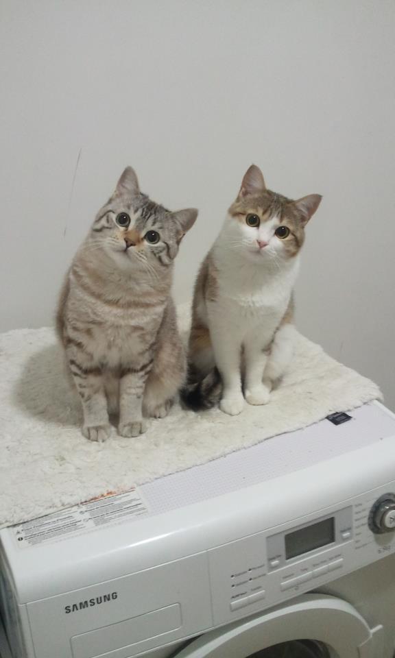 Cat ab0