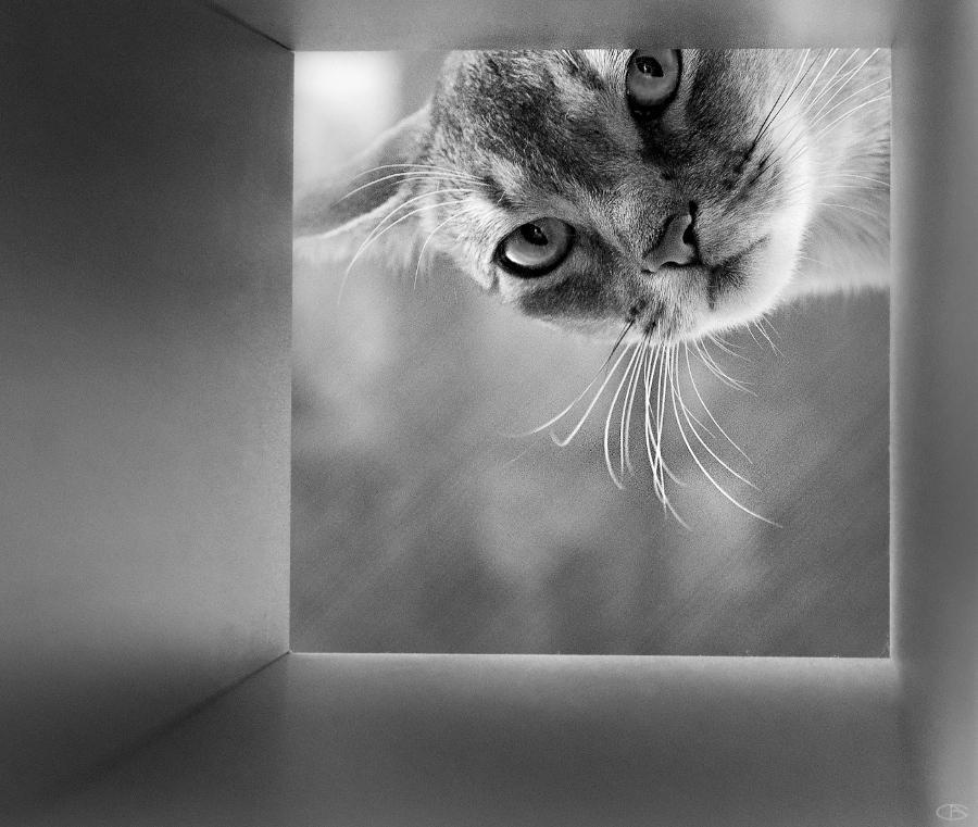 Cat aba