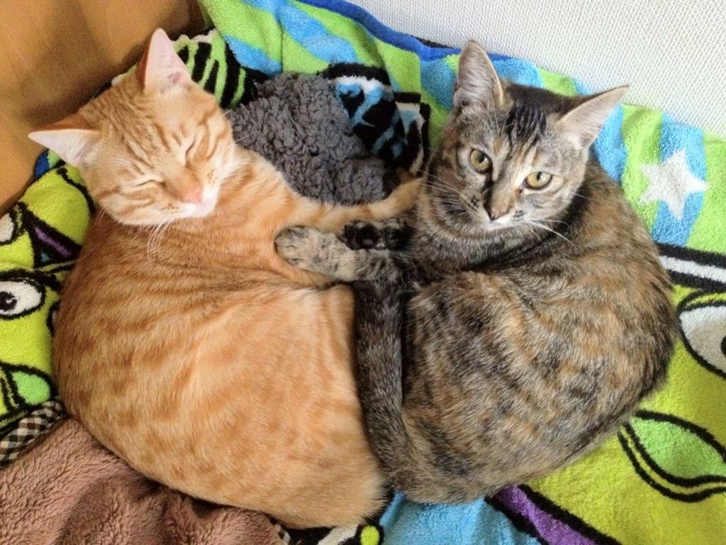 Cat abd