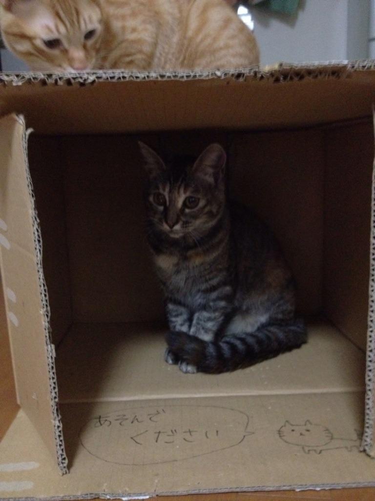 Cat abe