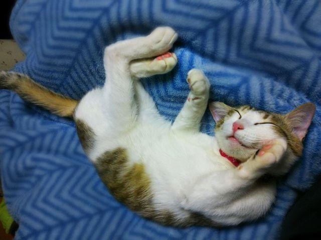 Cat abh