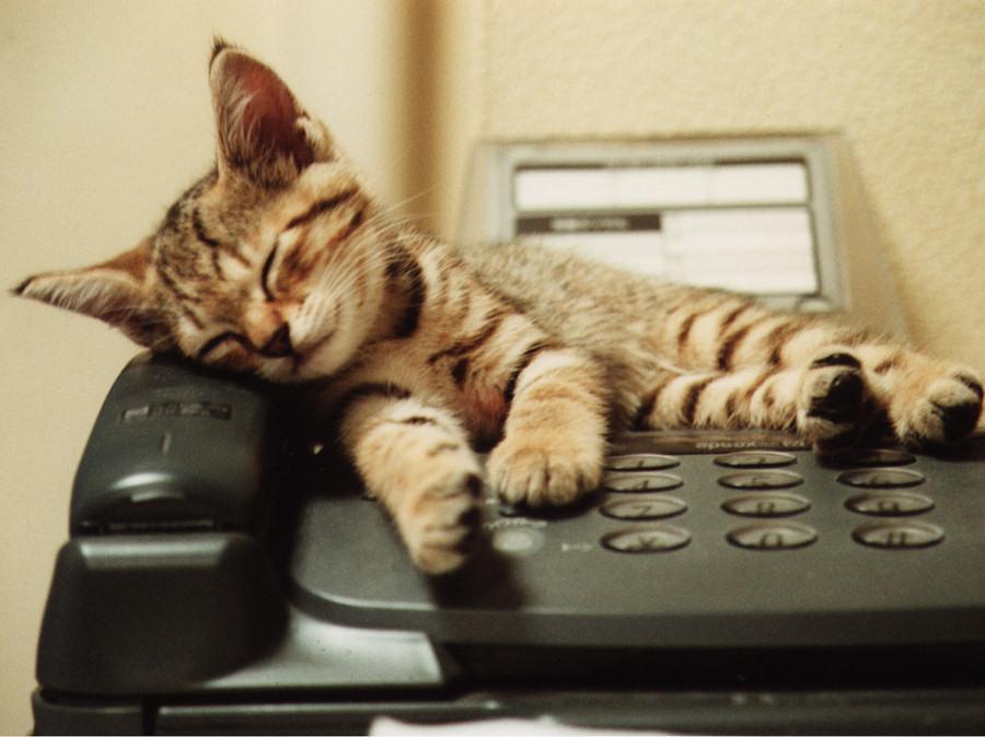 Cat abl