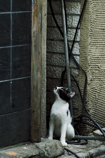 Cat abo
