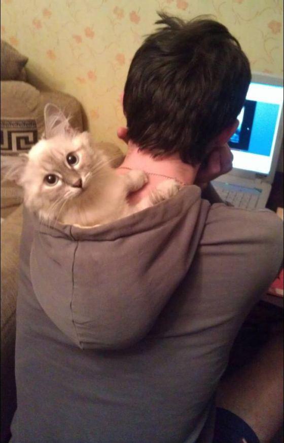 Cat abs