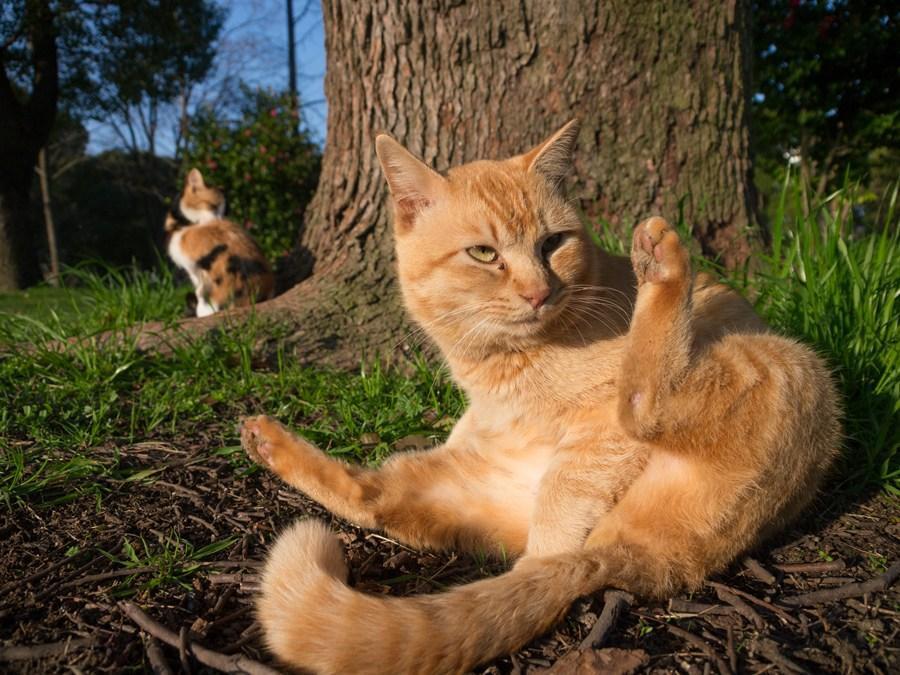 Cat abt