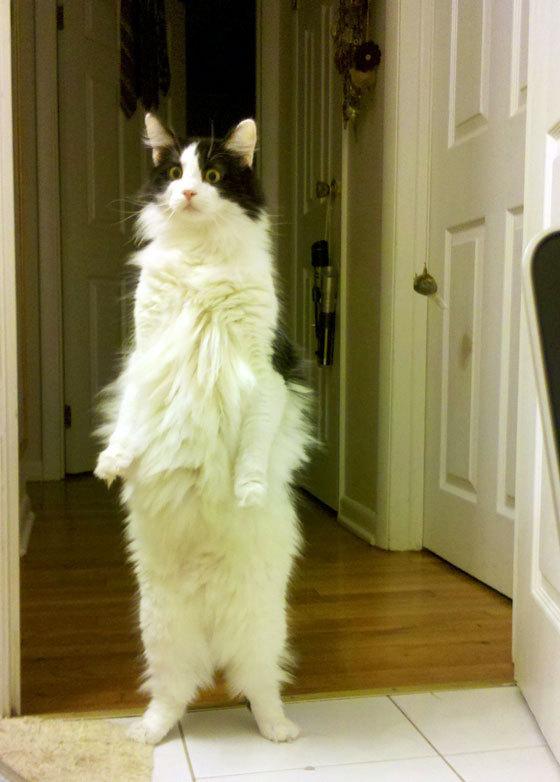 Cat abv