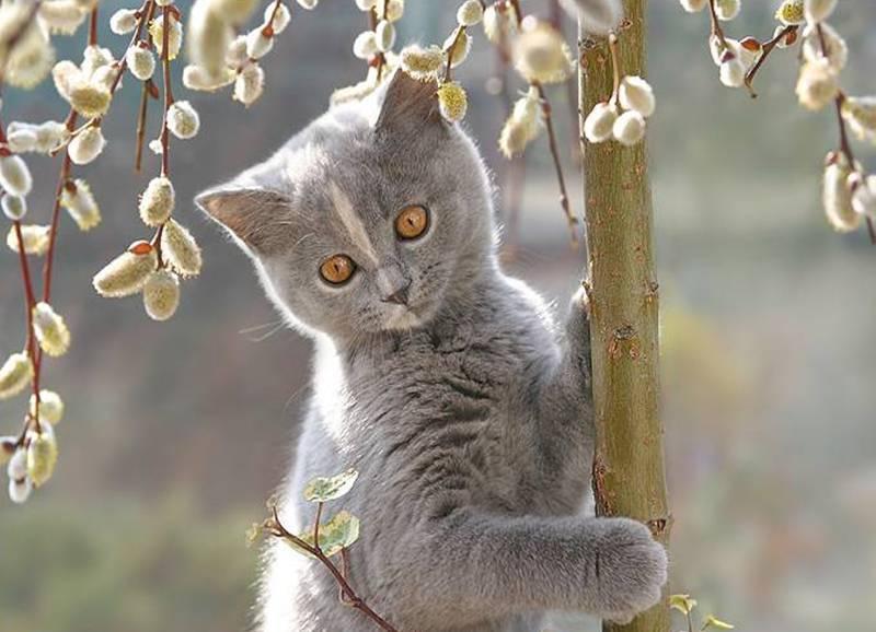 Cat ac3