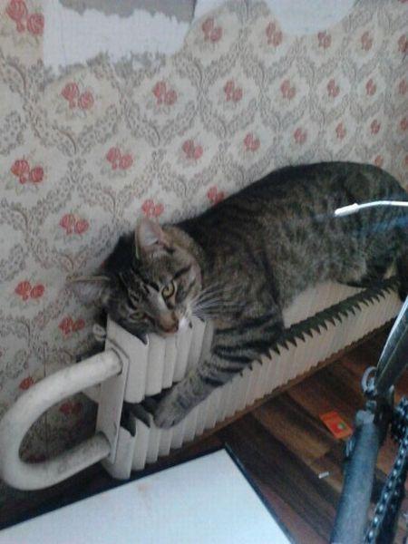 Cat ac8