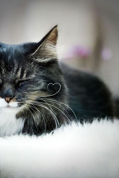Cat ac9