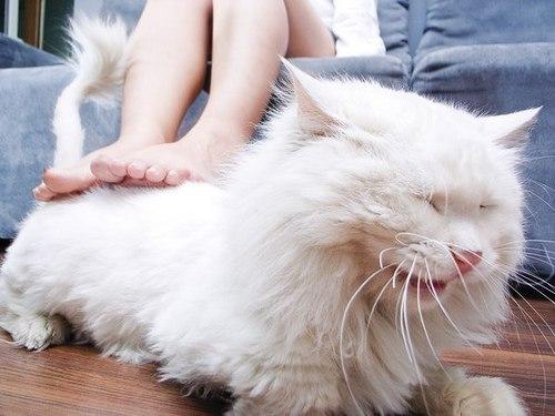 Cat acb