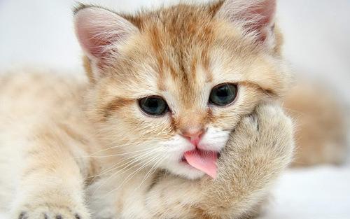 Cat acd
