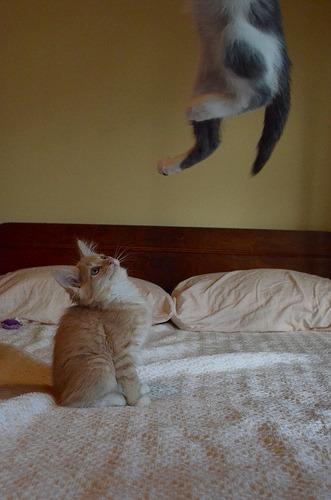 Cat acf