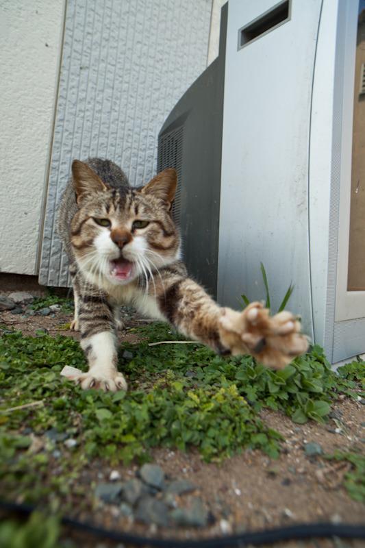 Cat acj