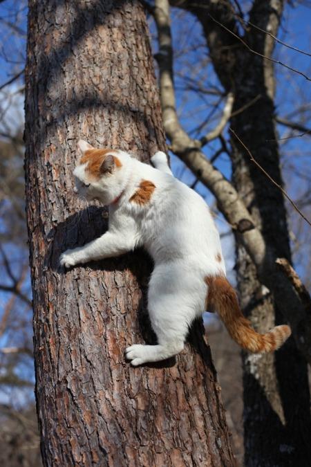 Cat acl