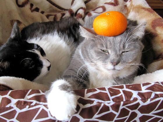 Cat acm