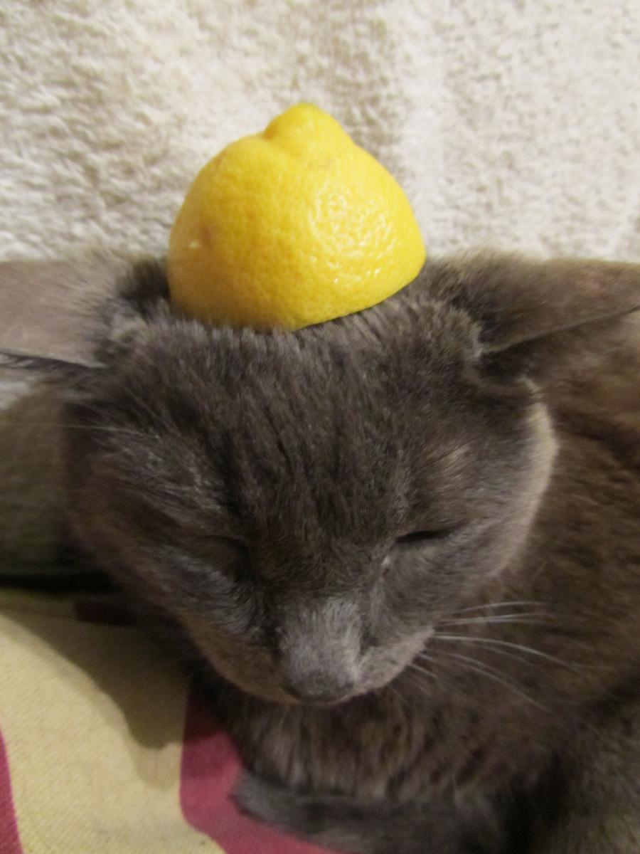 Cat acn