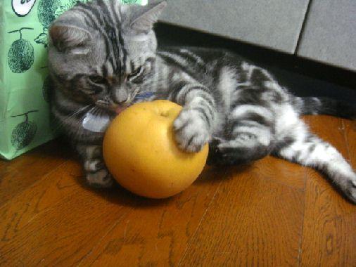 Cat aco
