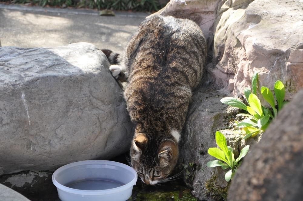 Cat acu