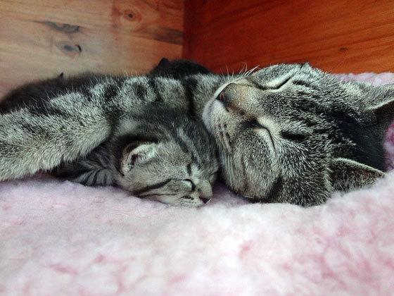 Cat ad4