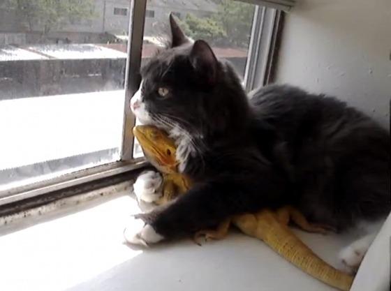 Cat ad6