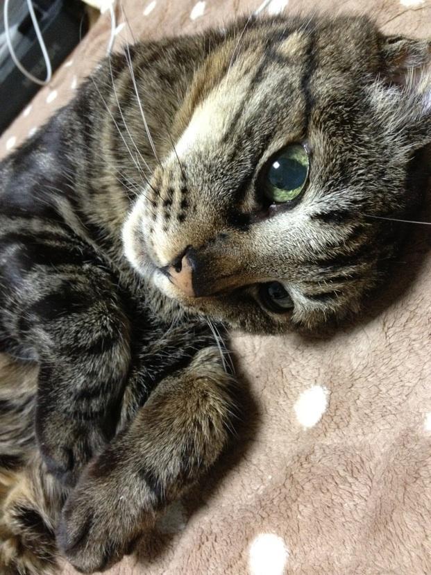 Cat ad8