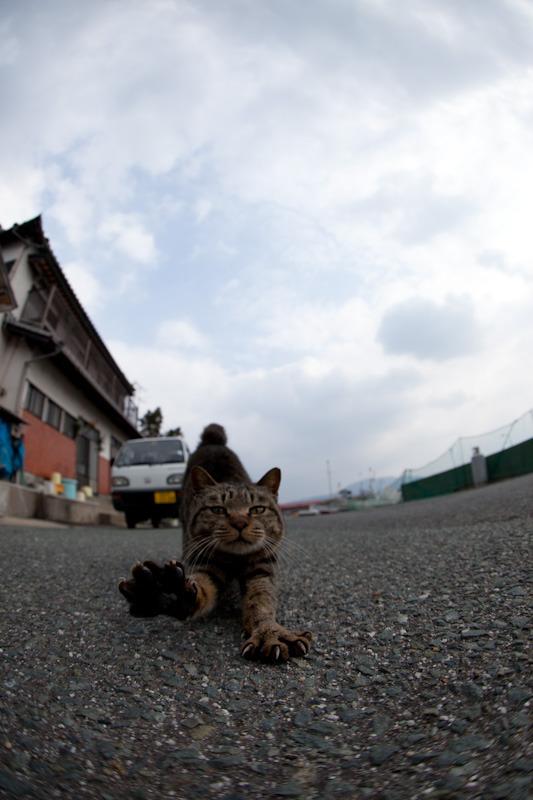 Cat ad9