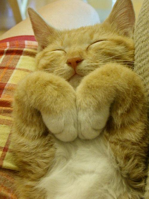 Cat adb
