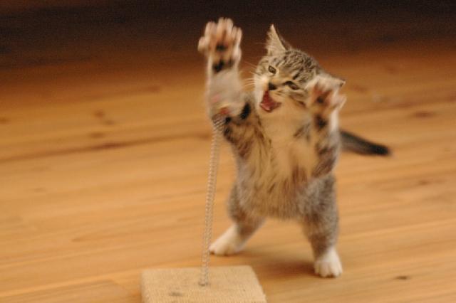 Cat add