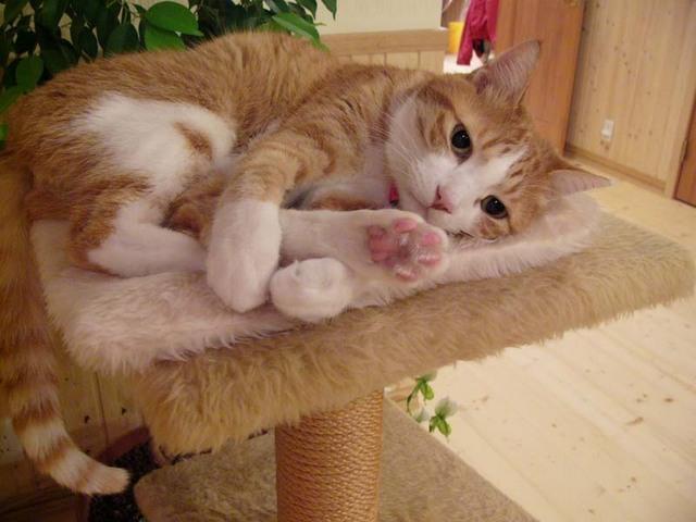 Cat ade