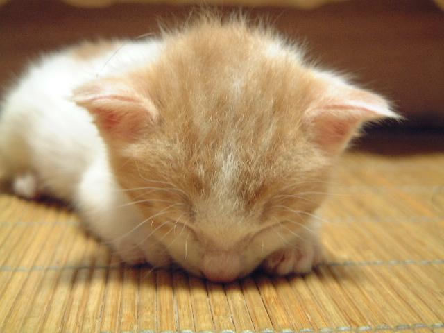 Cat adf