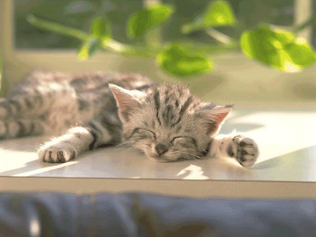 Cat adg