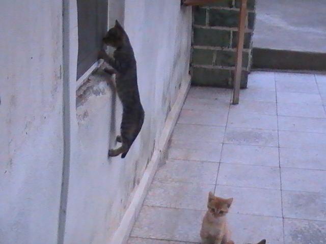 Cat adi