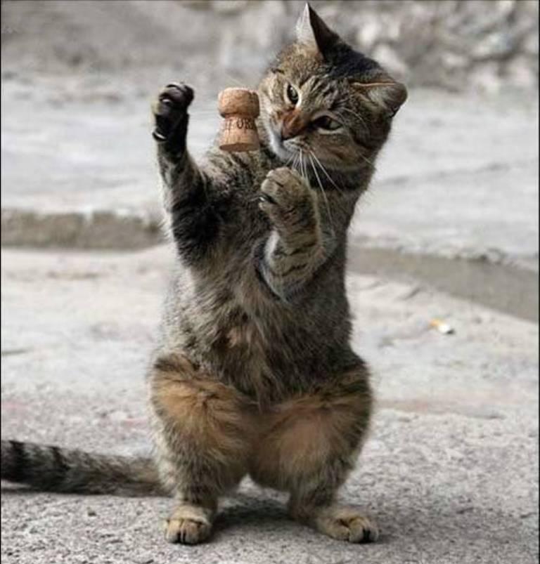 Cat adj