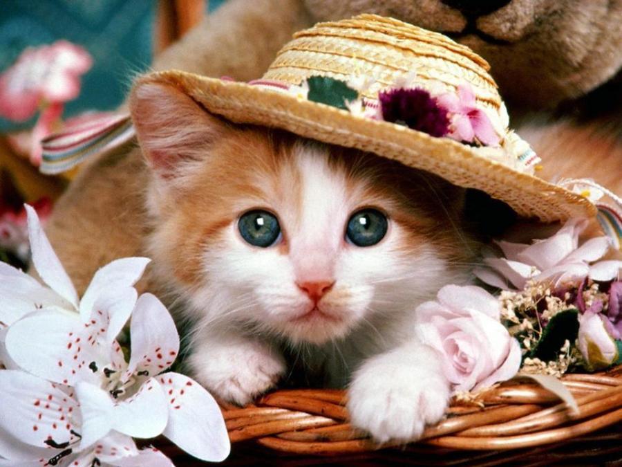 Cat adl